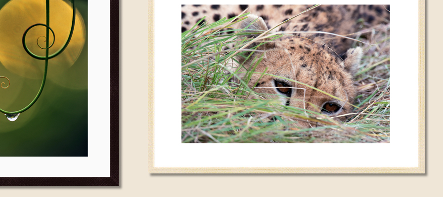 Prints Prints