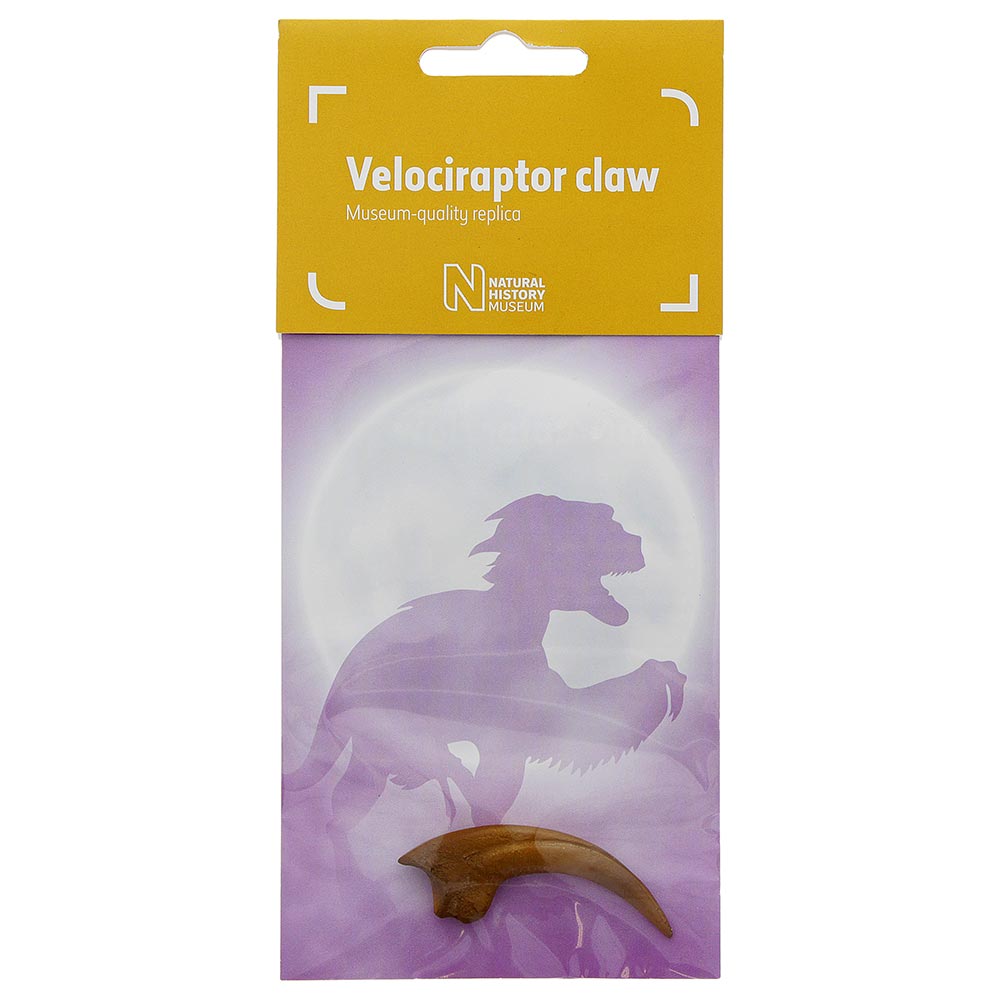 Velociraptor claw fossil replica