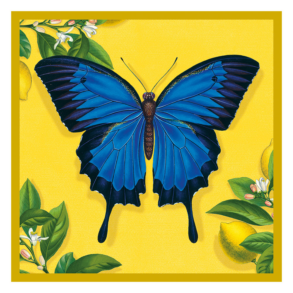 Ulysses Butterfly Greetings Card
