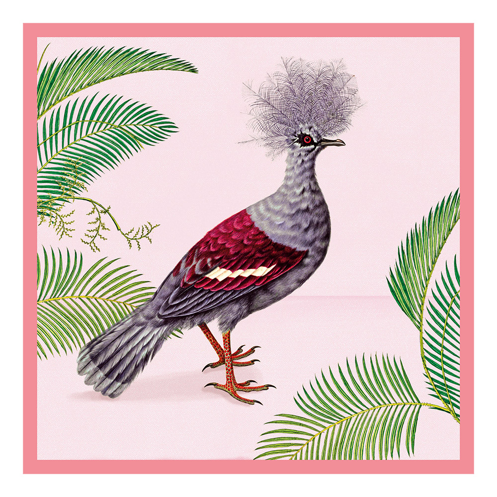 Crowned-pigeon illustrated greetings card