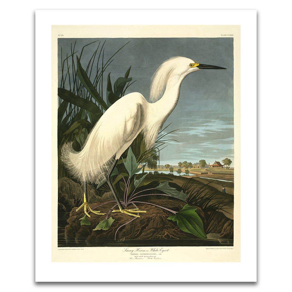 American snowy heron Audubon unframed print