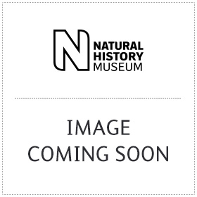 Black fitted Natural History Museum building souvenir t-shirt
