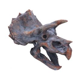 Real triceratops skull for sale shop
