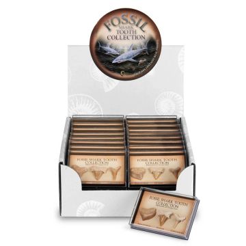 The Fossil Shark Tooth Collection shown in its packaging, next to a display box.