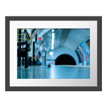 Station Squabble Wall Print in a dark grey frame with a white border. The print is of two mice fighting on their hind legs on an underground train platform.
