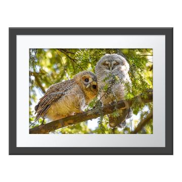Leaving the Nest Wall Print in a dark grey frame with a white border. The print is of two tawny owlets snuggling together on the branch of a tree. One has its eyes open, the other one's are shut.