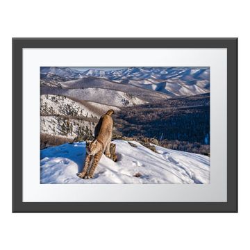 Frontier of the Lynx Wall Print in a dark grey frame with a white border. The print is of a Russian lynx stretching on the snowy, rocky mountain top. In the background are snow- and forest-covered mountain slopes.