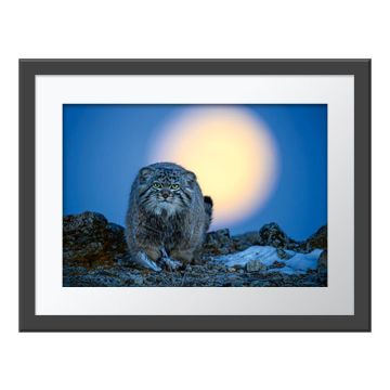 Moonlight Hunter Wall Print in a dark grey frame with a white border. The print is of a Pallas's cat walking towards the camera on rocky, snowy ground with the blurred moon behind it.