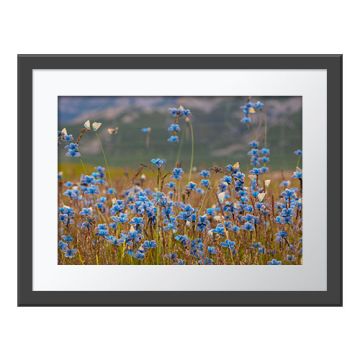 Blooming Butterflies Wall Print in a dark grey frame with a white border. The print is of male eros blue butterflies gathering around the vegetation in an alpine meadow.