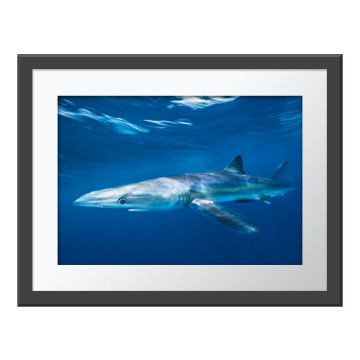 Blue Streak Wall Print in a grey frame. The shark swims past, revealing its full length. Light shines through the water’s surface onto its head, but the rest of the background is dark blue.