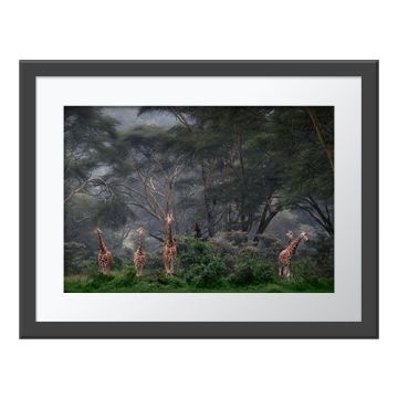 The Calm After the Storm Wall Print in a grey frame. Seven giraffes face towards the camera, walking in a line out of the misty forest.