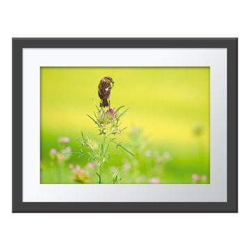 Meal Stop Wall Print in a grey frame. The stonechat stands on top of a thistle, with its head turned right and a caterpillar in its beak. The background is a blurred meadow.