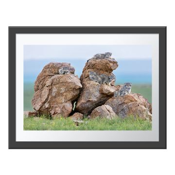Kitten Rock Wall Print in a grey frame. Six Pallas’s cat kittens lie at different heights on rocks in the grassland, alert and facing the camera.