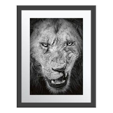 Face to Face Wall Print in a grey frame. A close-up, black and white portrait of a lion with its mouth open, revealing large fangs.