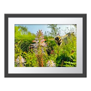 Flight of the Bumblebee Wall Print in a grey frame. A bee hovering next to tall, white, spiky flowers with orange anthers.