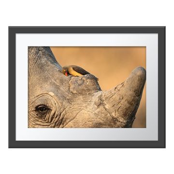 Mutual Friends Wall Print in a grey frame. A brown bird with a red beak and yellow eye sitting by a rhinoceros horn.