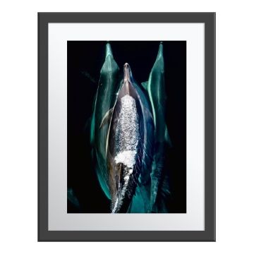 Dolphin Tulip Wall Print in a grey frame. Three dolphins swimming side-by-side in dark water, the central one creating foamy white spray on its back.