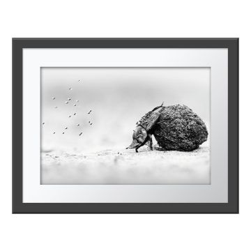 Labour of Love Wall Print in a grey frame. A black and white close-up of a dung beetle pushing a large ball of dung across a sandy surface.