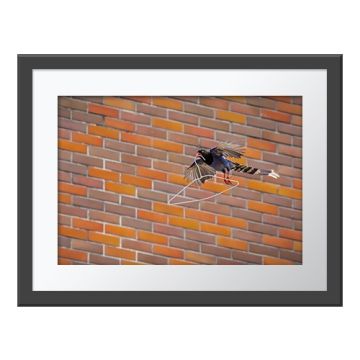 Urban Architect Wall Print in a grey frame. A black, blue and white magpie in flight, carrying a white wire clothes hanger in its beak against the backdrop of a brick wall.