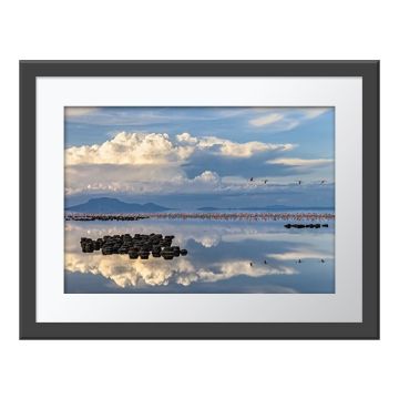 Flamingo Reflections Wall Print in a grey frame. A calm lake, reflecting an expansive blue and white clouded sky. Lesser flamingos stand in the background, with more flying overhead.