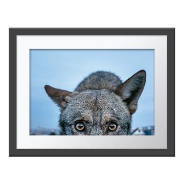 Curious Close-up Wall Print in a grey frame. A close-up of a coyote's head, facing forwards, the top half of a grey muzzle and two upright ears against a blue sky.