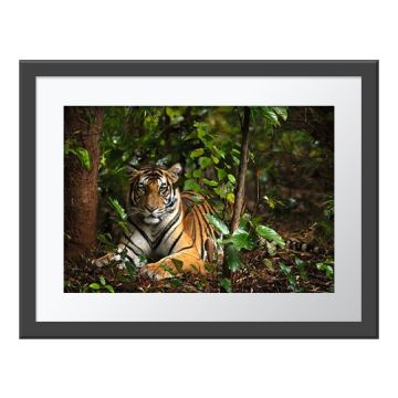 A Tiger’s Gaze Wall Print in a grey frame. A tiger lies on its front on the floor of a forest facing the camera.