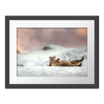 A Full Belly Wall Print in a grey frame. A puma faces the camera as it rolls in the snow onto its left side, showing its belly. 