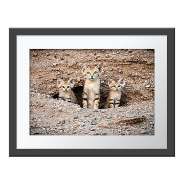 Sand Cat Surprise Wall Print in a grey frame. Three sand cats in a row face the camera as they peek out from their sandy, stoney burrow.