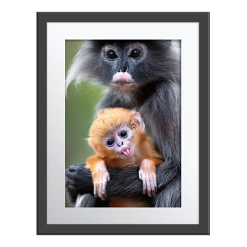 More Precious Than Gold Wall Print in a grey frame. A golden-coloured infant langur sticks out its tongue at the camera. It’s in its mother’s grey arms, as she also faces the camera. 