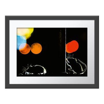 Urban Foragers Wall Print in a grey frame. A silhouette of two rats with blurred city lights behind them. One is on the floor, the other is on its back legs with its tail curved up.