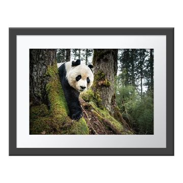 The Panda’s Domain Wall Print in a grey frame. A giant panda on all fours bends round the mossy base of a tree trunk and looks at the camera.