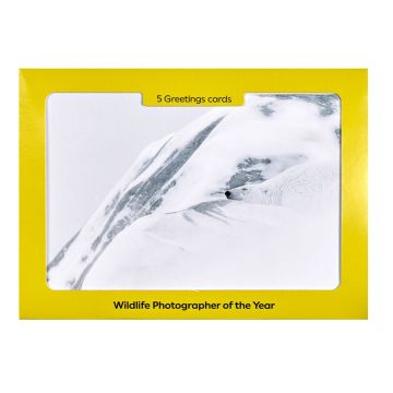 The front cover of the set of cards is a photograph of a polar bear sleeping surrounded by snow drifts.
