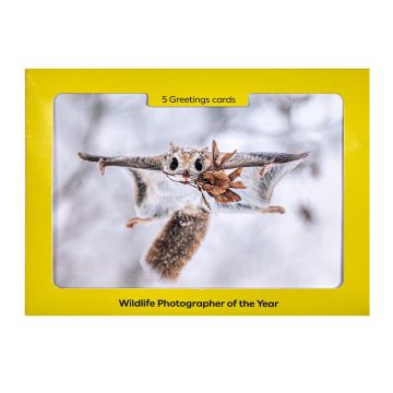 The front cover of the set of cards is a photograph of a Japanese flying squirrel gliding through the air with maple leaves in its mouth.