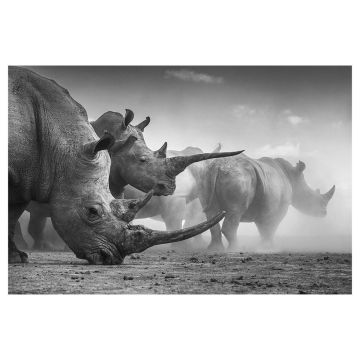 The black and white print is of white rhinos, two with very long horns, grazing on the dusty ground.