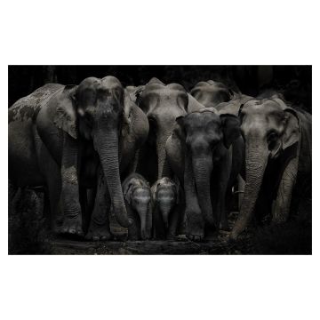 The print image is of elephant adults and calves, gathered closely together, their grey skin prominent against the dark background.