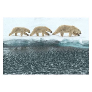 The print is an image of three polar bears walking head to tail along the water’s edge.