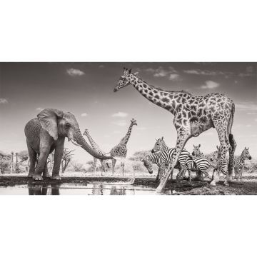 The print is a monochrome image of an elephant and giraffe at a watering hole, with zebras and more giraffes in the background.