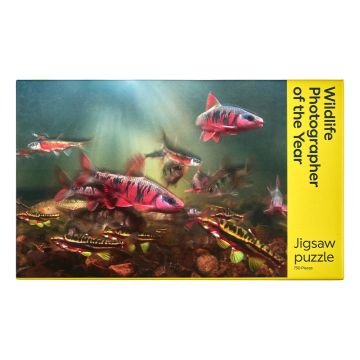 The front cover of the jigsaw packaging is a photo of various colourful fish species in a rocky underwater habitat, bathed in shafts of light from above.