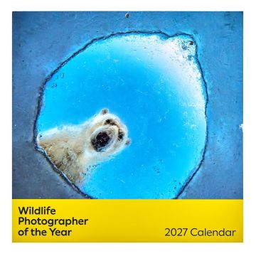 The front cover of the calendar is of a polar bear’s head framed by a round hole in ice, viewed from beneath the surface of the water.