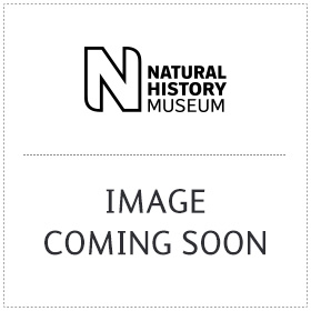 Megalosaurus Model Natural History Museum online shop