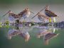 Four snipes with their long beaks stand facing different directions next to green-coloured water which mirrors their image.