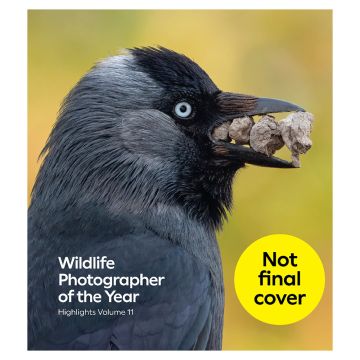 The holding image for the front cover was taken by Samuel Stone and is of a jackdaw holding rocks in its mouth.