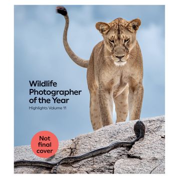 The holding image for the front cover is of a lion staring down at an approaching cobra.