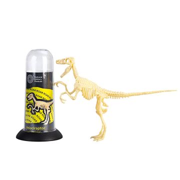 The completed Velociraptor fossil skeleton pictured next to the tube packaging.