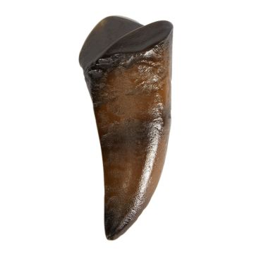 The replica tooth is painted brown, with an indent at the top and sharp point at the bottom.