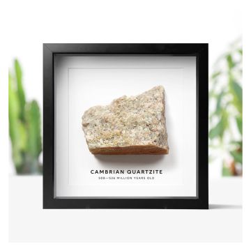 The specimen is shown on a white background, in the black box frame. The words 'Cambrian Quartzite, 508-526 million years old' are printed below the rock. In the background are blurred images of plants. 