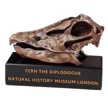 Left-side of the Fern the Diplodocus Replica Skull on its plinth.