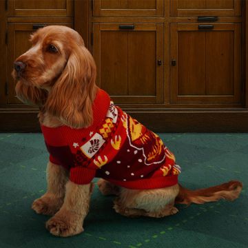 Lemon the adult, female Cocker Spaniel wears a medium-sized jumper. We think she looks fetching!