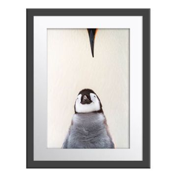Bond of Life Wall Print in a dark grey frame and white border. An emperor penguin’ chick stands with its back to the white chest of its parent. The chick has grey feathers and looks up at the black and orange beak of its parent.