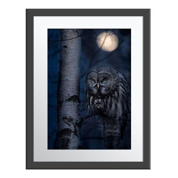 Night Hunter Wall Print in a dark grey frame and white border. A night-time shot of a great grey owl siting on a branch next to a silvery tree trunk, with the blurred moon behind it. The owl stares intently and has one craw raised.